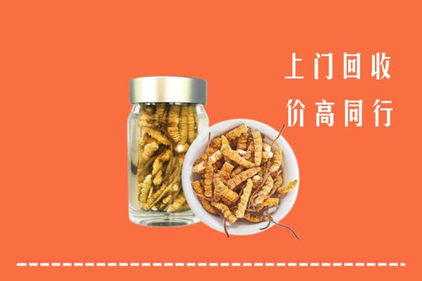 霍尔果斯市回收冬虫夏草